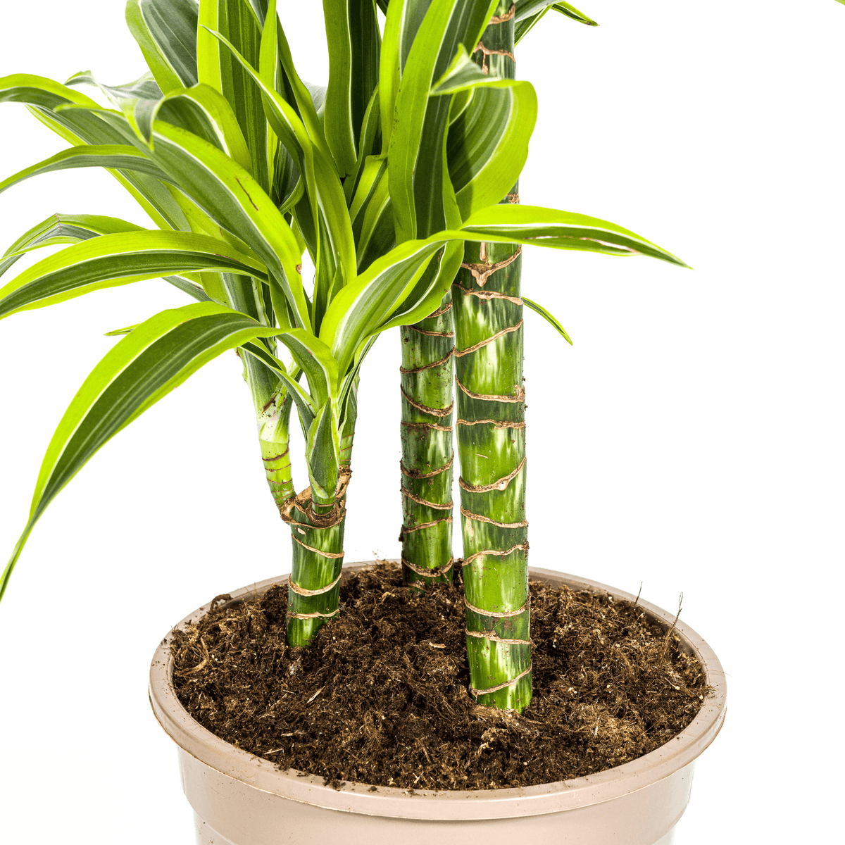 Drachenbaum Dracaena Deremensis Lemon Lime – Zimmerpflanze – Ø21cm – 90-110cm hoch – Schlanke grüne Blätter mit hellgrünem Rand – Pflegeleicht & dekorativ 