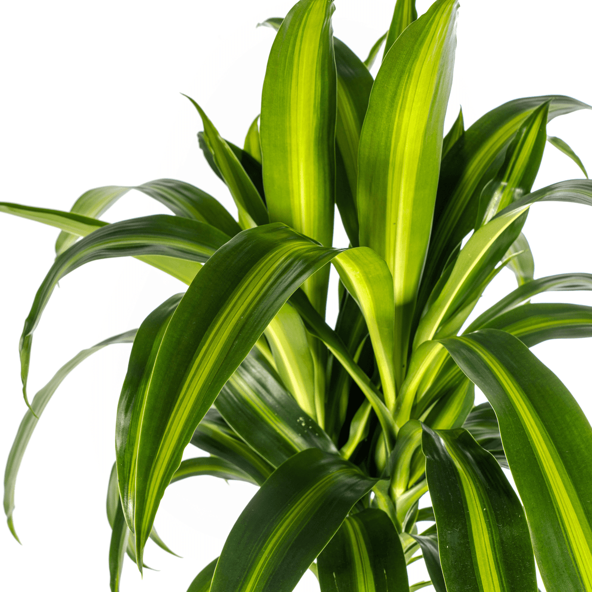 Dracaena Deremensis Hawaiian Sunshine mit Korb Ø24cm - ↕130 - 150cm 