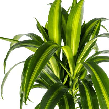 Dracaena Deremensis Hawaiian Sunshine mit Korb Ø24cm - ↕130 - 150cm 