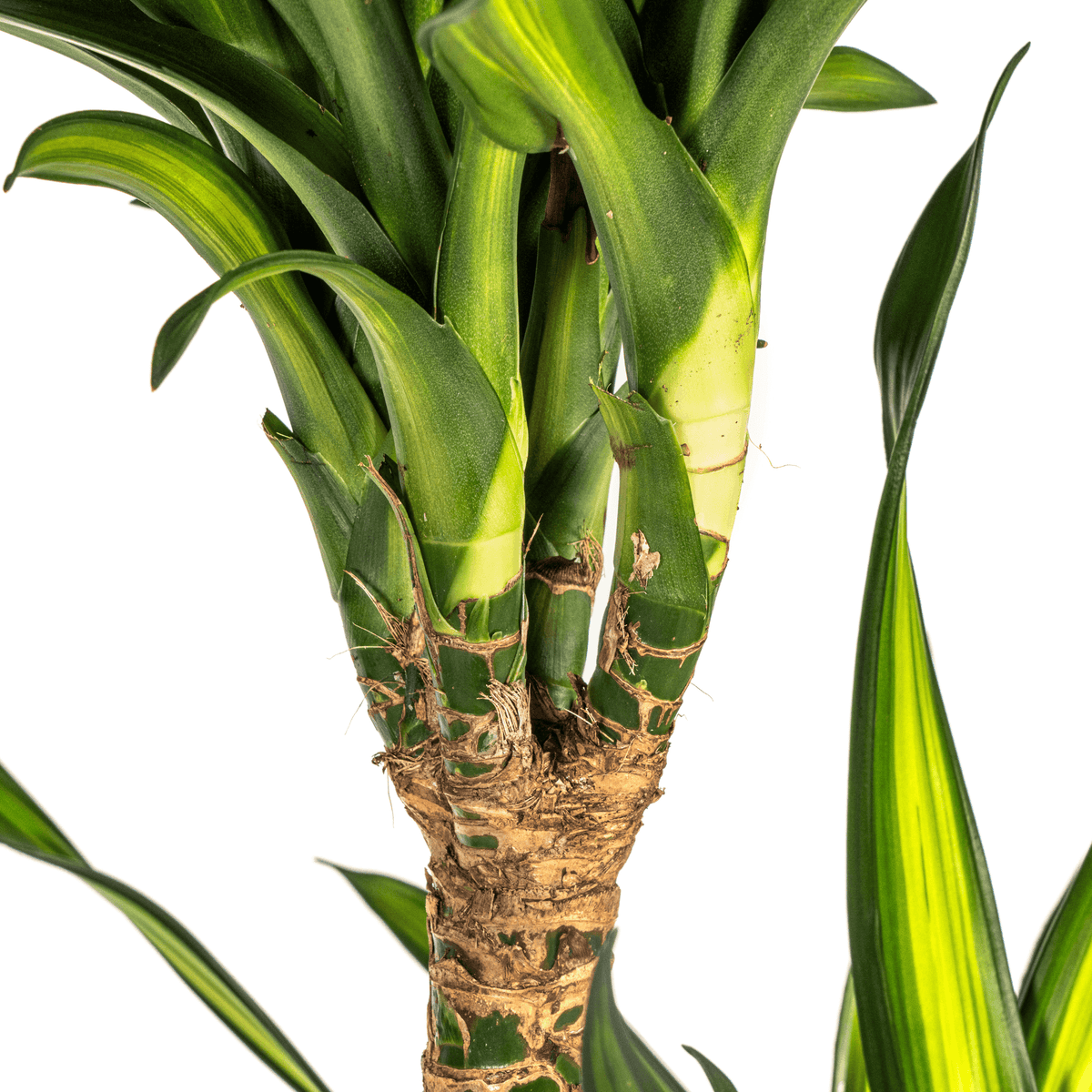 Dracaena Deremensis Rikki mit Korb Ø24cm - ↕130 - 150cm 