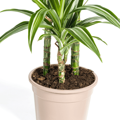 Drachenbaum – Dracaena Deremensis White Stripe – Zimmerpflanze – Ø21cm – ↕90–110cm – Pflegeleichte Grünpflanze mit dekorativen Blättern – Ideal für Wohnzimmer, Büro & Flur 