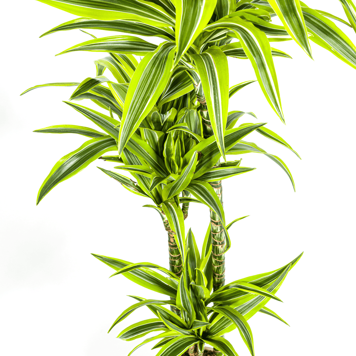 Dracaena Deremensis Lemon Lime mit Korb Ø24cm - ↕130 - 150cm 