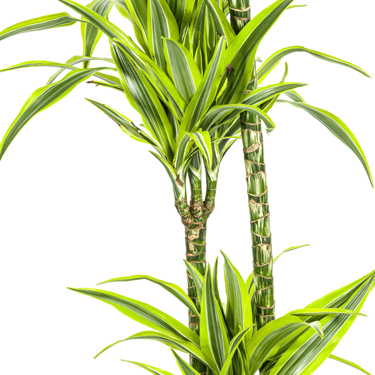 Dracaena Deremensis Lemon Lime mit Korb Ø24cm - ↕130 - 150cm 