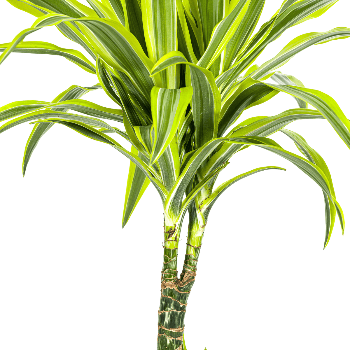Dracaena Deremensis Lemon Lime mit Korb Ø21cm - ↕90 - 110cm 
