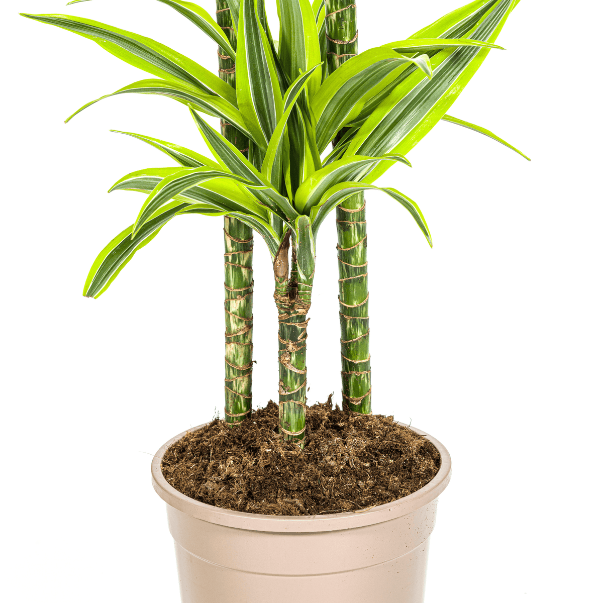 Dracaena Deremensis Lemon Lime mit Korb Ø24cm - ↕130 - 150cm 