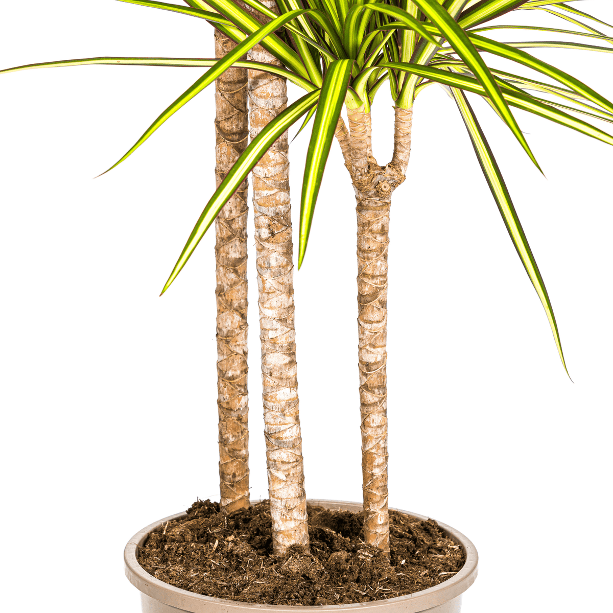 Dracaena Marginata Sunray mit Korb Ø24cm - ↕130 - 150cm 