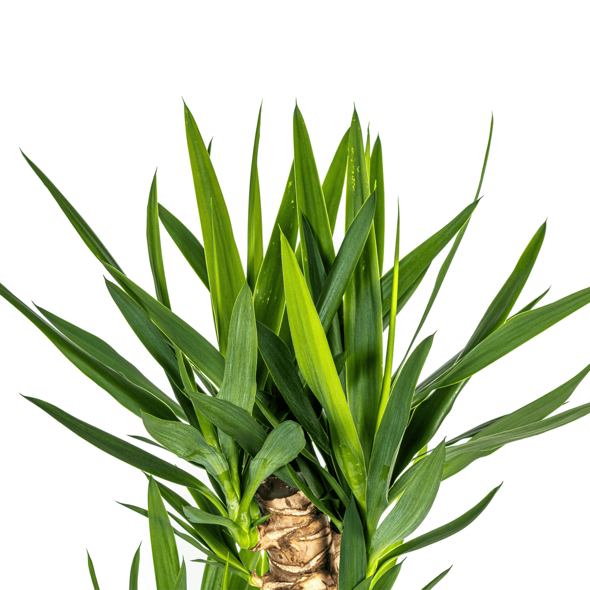 Yucca Elephantipes mit Korb Ø24cm - ↕120 - 140cm 