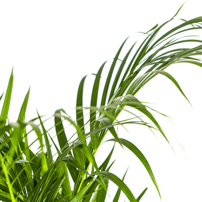 Dypsis Areca Lutescens mit Korb Ø21cm - ↕100 - 120cm 