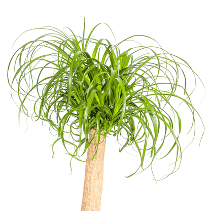 Beaucarnea Recurvata Stamm mit Korb Ø24cm - ↕80 - 100cm 