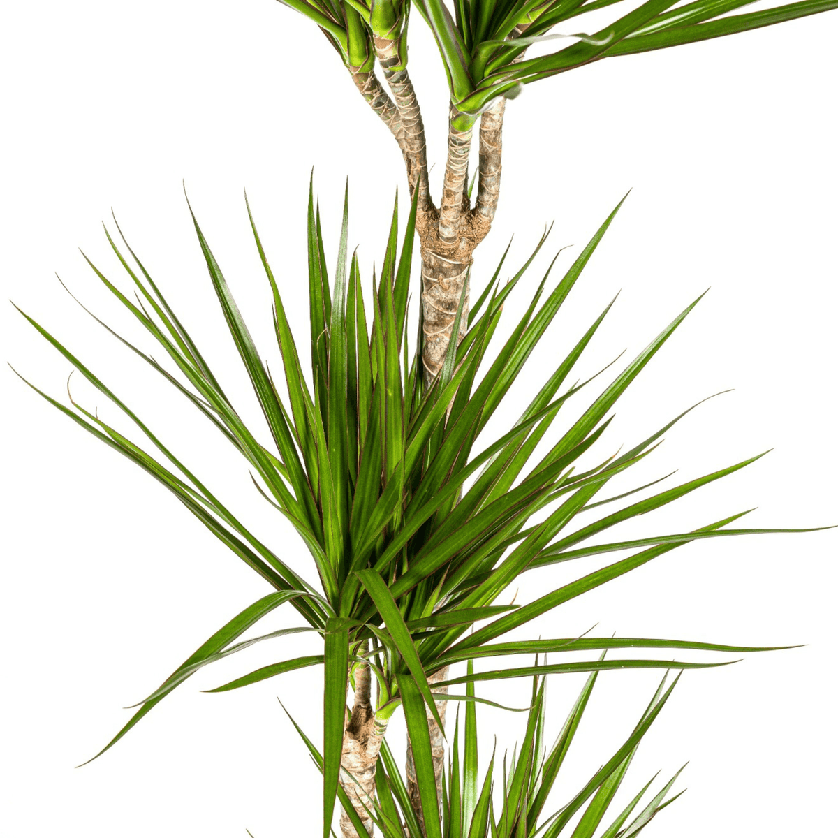 Dracaena Marginata Green mit Korb Ø24cm - ↕130 - 150cm 