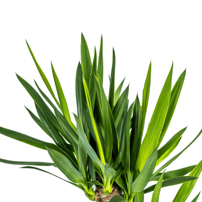 Yucca Elephantipes mit Korb Ø21cm - ↕90 - 110cm 