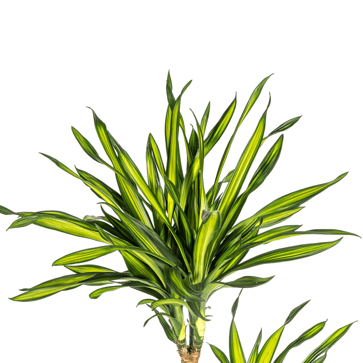 Dracaena Deremensis Rikki mit Korb Ø24cm - ↕130 - 150cm 