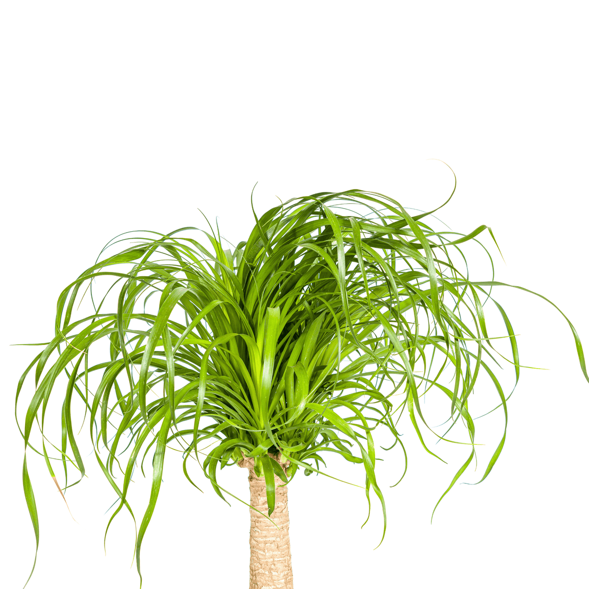 Beaucarnea Recurvata Stamm mit Korb Ø21cm - ↕60 - 80cm 