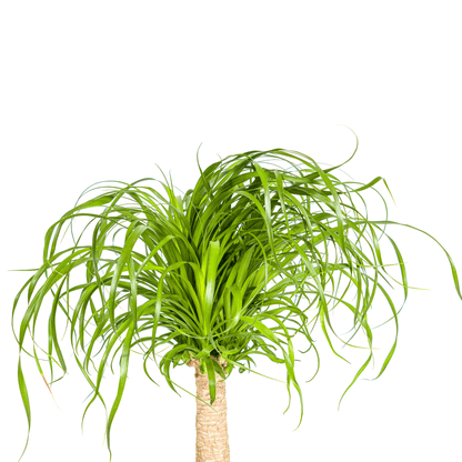 Beaucarnea Recurvata Stamm mit Korb Ø21cm - ↕60 - 80cm 