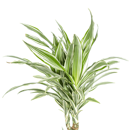 Dracaena Deremensis White Stripe mit Korb Ø24cm - ↕130 - 150cm 