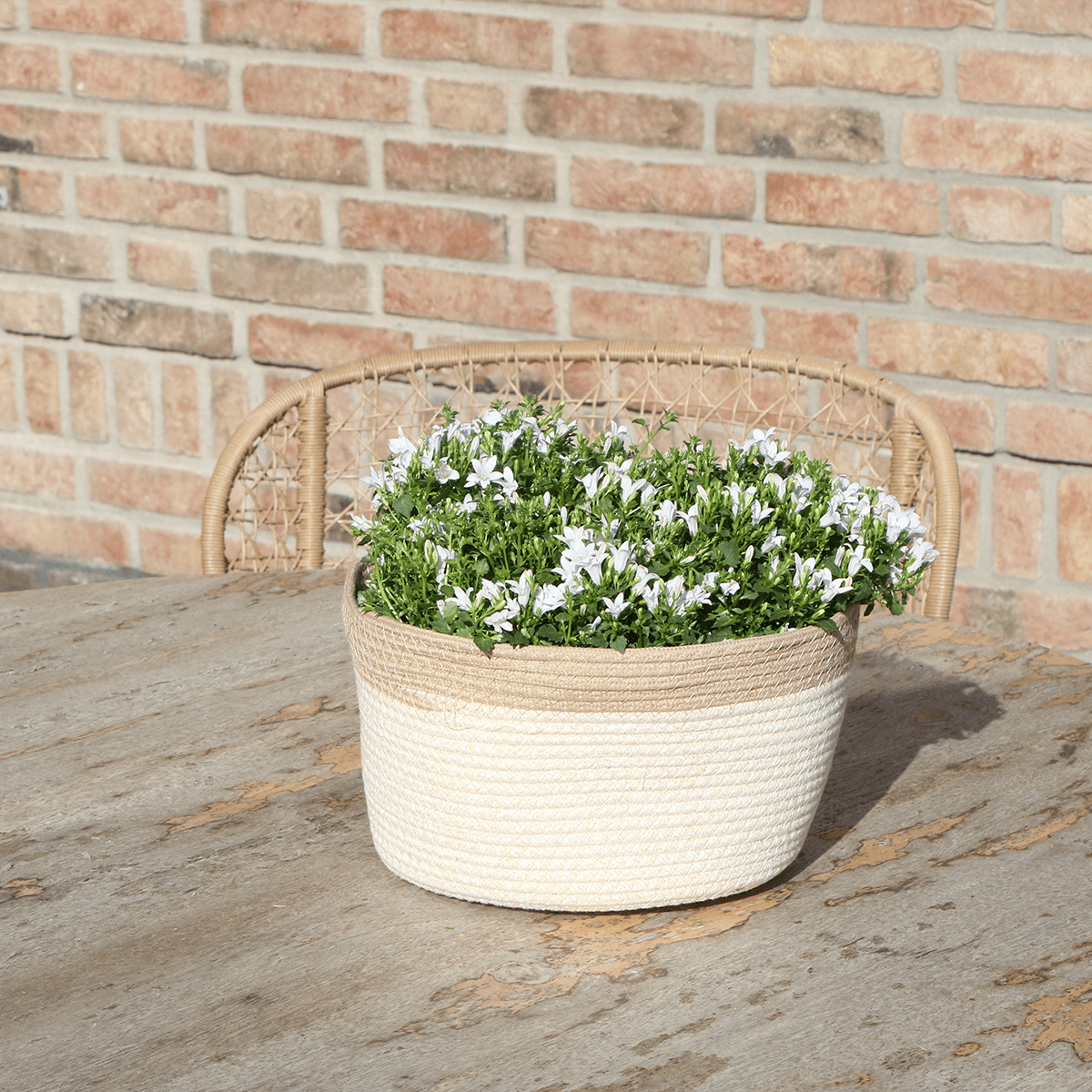 Campanula Addenda Ambella weiß - Baumwollschale mit Campanula mit Bewässerungssystem - 3 Stück - Glockenblume weiß - Topfgröße 12cm 