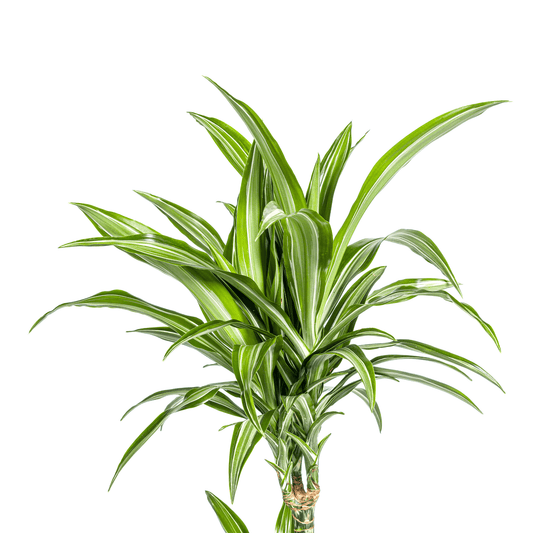 Drachenbaum – Dracaena Deremensis White Stripe – Zimmerpflanze – Ø21cm – ↕90–110cm – Pflegeleichte Grünpflanze mit dekorativen Blättern – Ideal für Wohnzimmer, Büro & Flur 