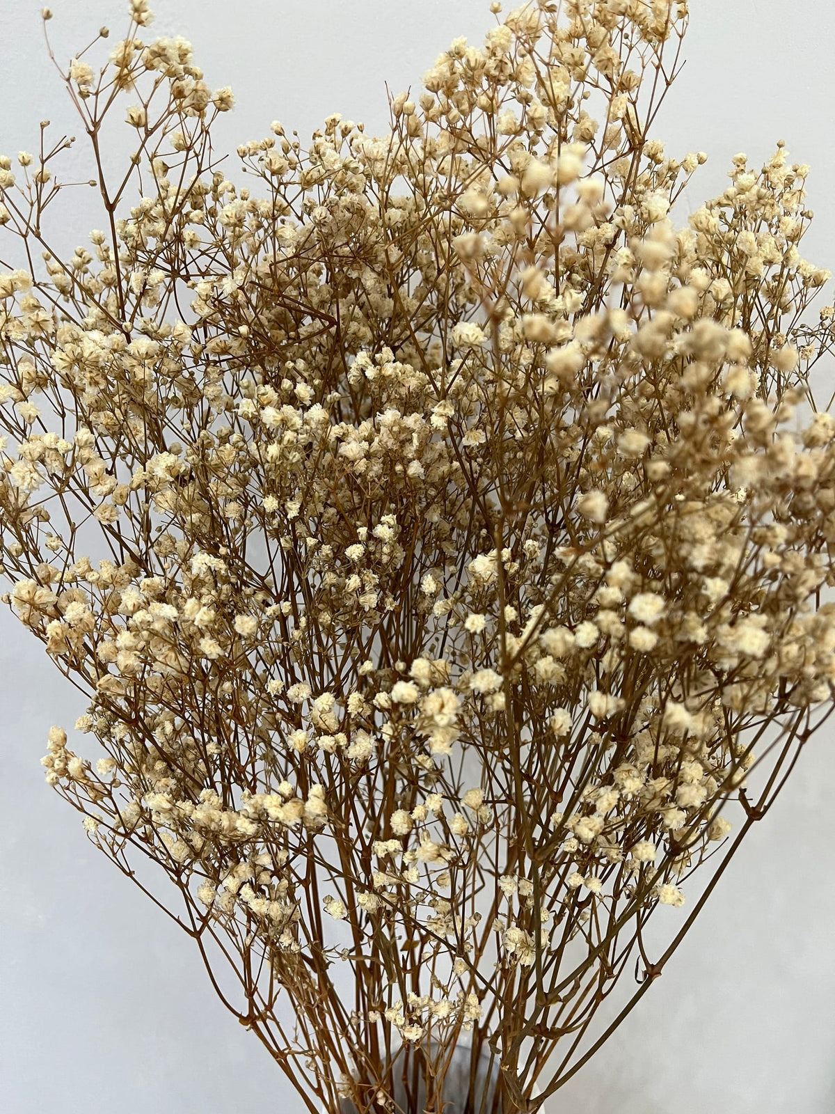 Gypsophilia | Schleierkraut: Ewige Schönheit für Deine Trockenblumensträuße und -kränze 