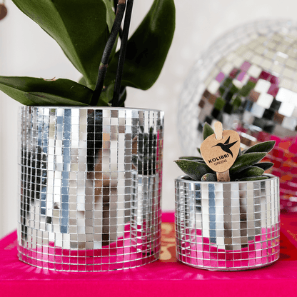 Kolibri Company | Disco Pflanzenset | Violette Vienna Orchidee 9cm + Sukkulente inkl. Keramik‑Übertöpfe 