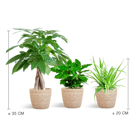 Tierfreundlicher Pflanzenkasten – Zimmerpflanzen-Mix – 3 grüne Pflanzen – Ø12 cm – Korb Sofia Natur – ungiftig für Katzen, Hunde & Kinder 