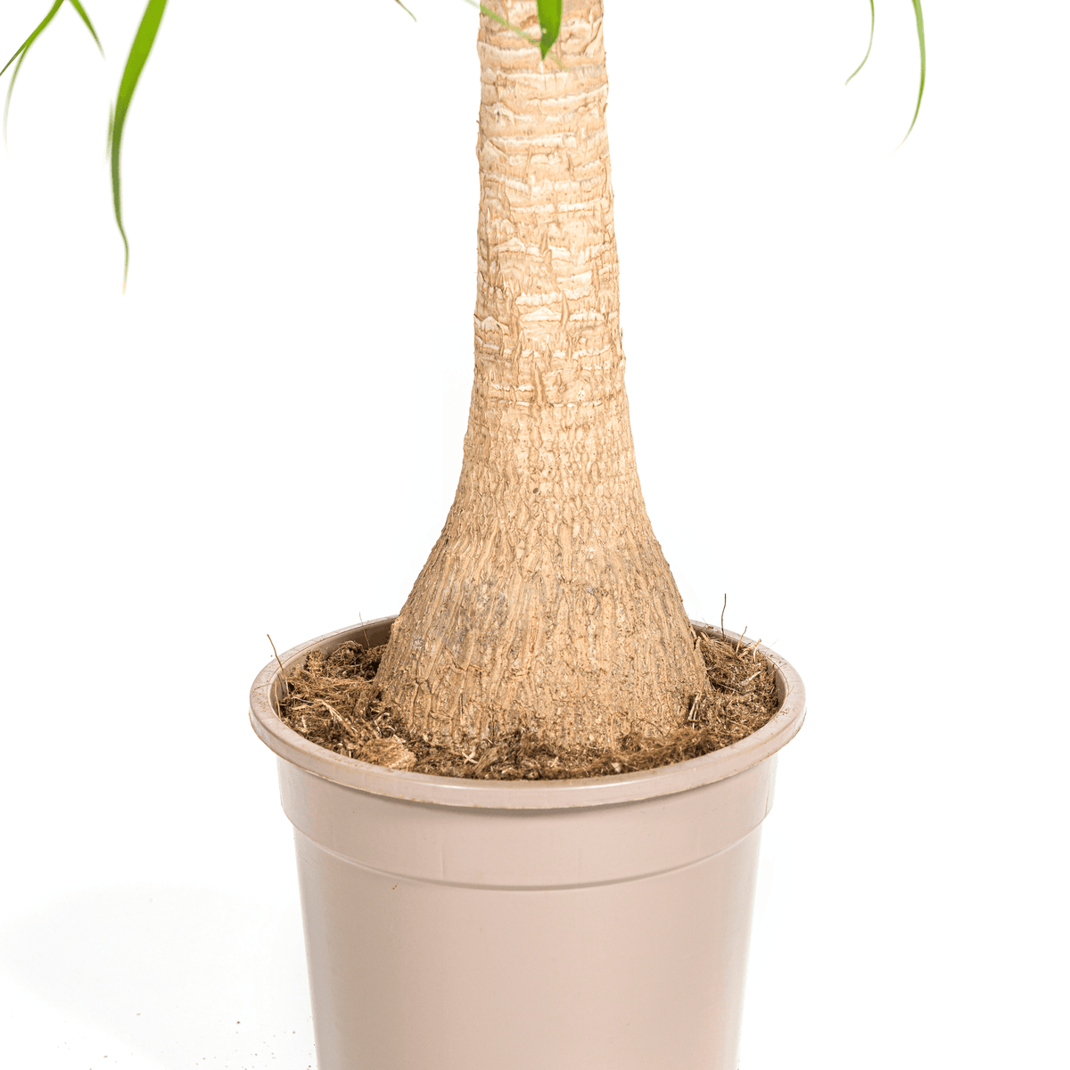 Beaucarnea Recurvata Stamm mit Korb Ø21cm - ↕60 - 80cm 
