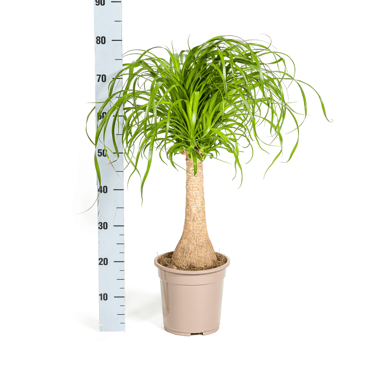 Beaucarnea Recurvata Stamm mit Korb Ø21cm - ↕60 - 80cm 