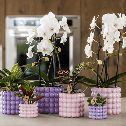 Kolibri Home | Poppy Ziertopf - Purple - Ø9cm 