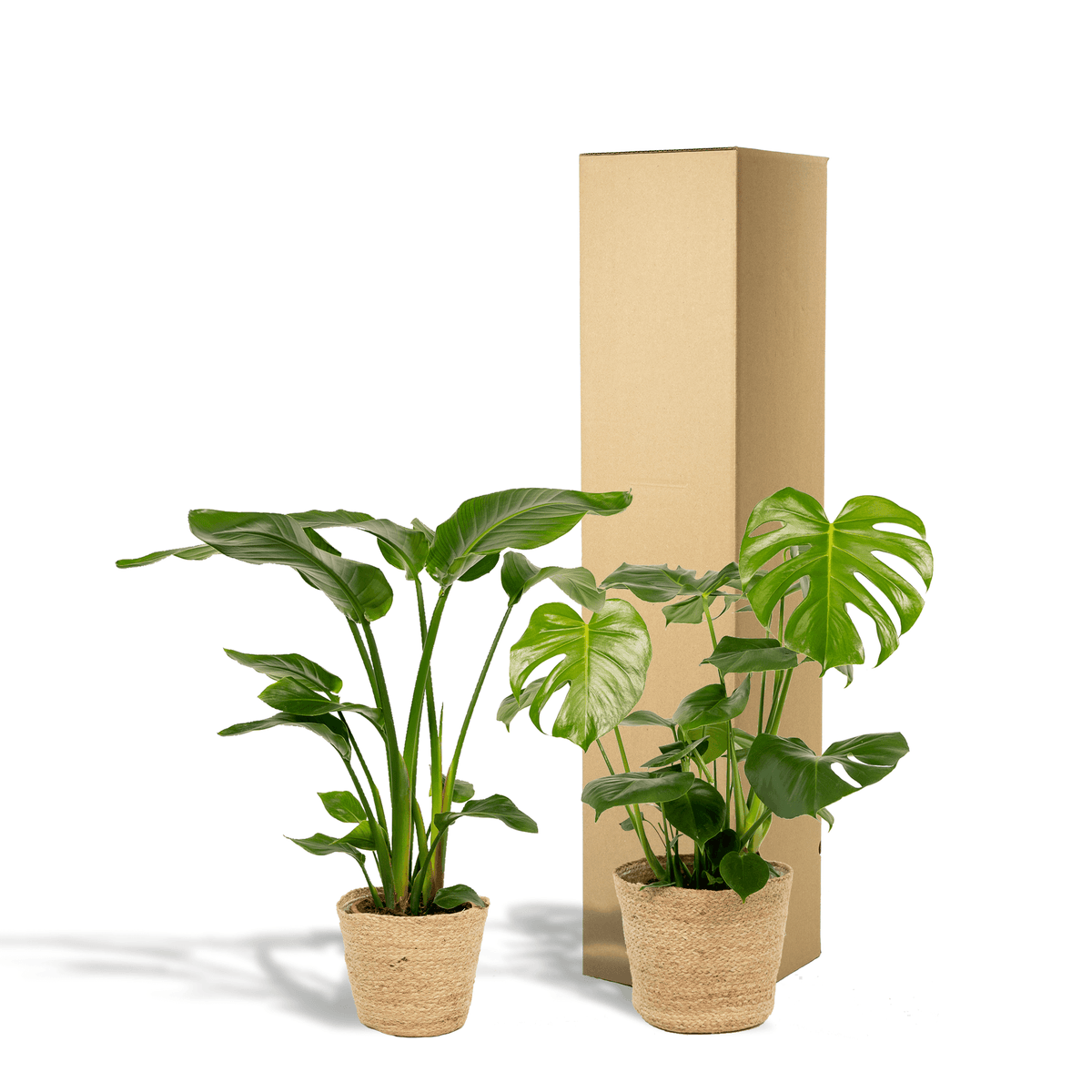 Strelitzia Nicolai - Ø19cm - ↕85cm + Monstera Deliciosa - Ø21cm - ↕75cm + Korb Selin 