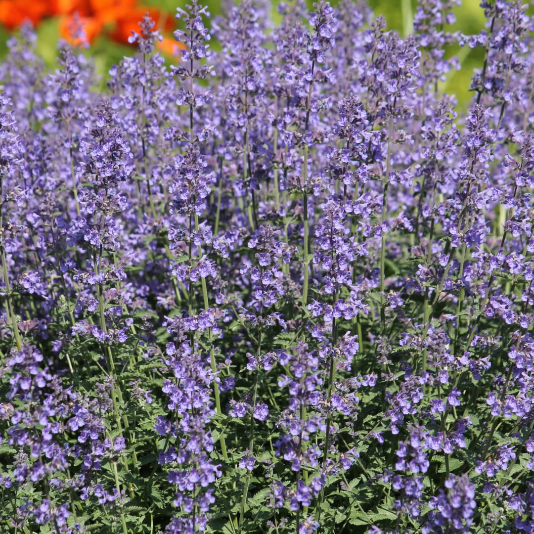 Nepeta Grol Katzenminze – Ø9cm – Höhe 10-25cm – Blauviolett blühende Staude – Bienenfreundlich – Ansicht 17