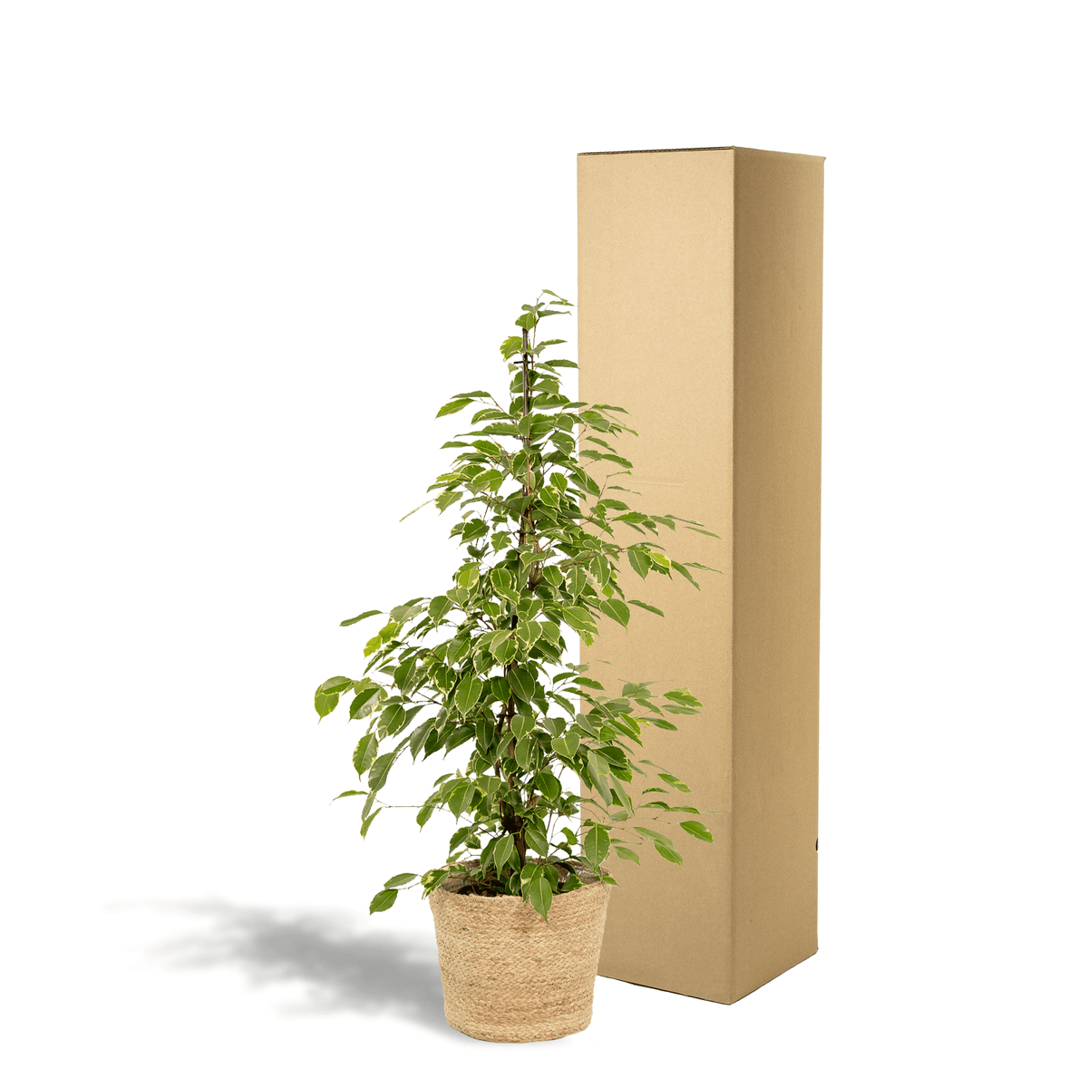 Ficus benjamina Goldenking - Ø21cm - ↕95cm + Korb Selin 