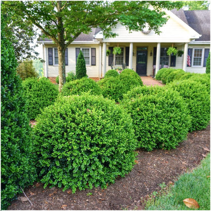 Buchsbaum – Buxus NewGen Freedom – 6 Pflanzen – je ca. 15 cm hoch – Topf Ø7 cm – kompakter, winterharter Strauch – resistent gegen Zünsler & Pilzkrankheiten – ideal für Formschnitt & Hecken 