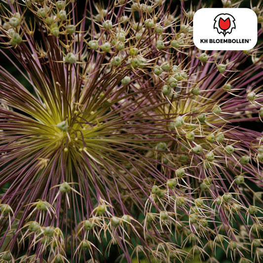 Allium schubertii – 5 Blumenzwiebeln – Spektakulärer Zierlauch – Große kugelförmige Blüten – Feuerwerk-Effekt im Garten – Auch als Trockenblume 
