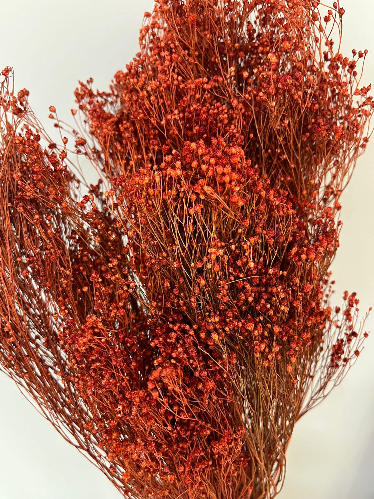 Broom Bloom - ein Bund 