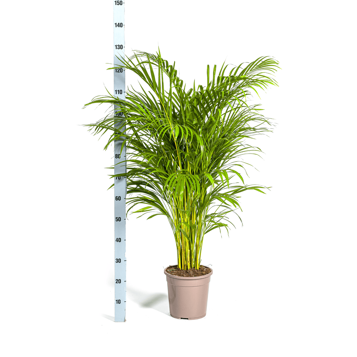 Dypsis Areca Lutescens mit Korb Ø24cm - ↕120 - 140cm 