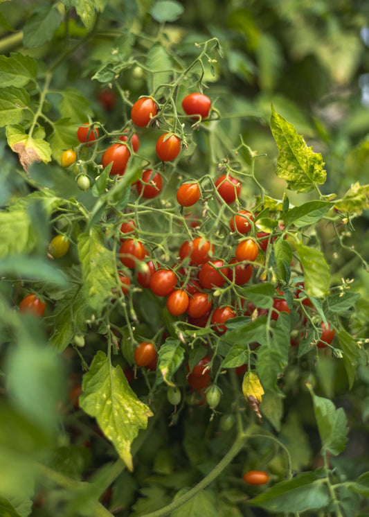 Johannisbeertomate Tomatensamen – Rote Mini Wildtomate mit intensiv süßem Aroma – 10 Samen für Garten Balkon & Gewächshaus – Sehr ertragreiche Snacktomate - Oasis of Life
