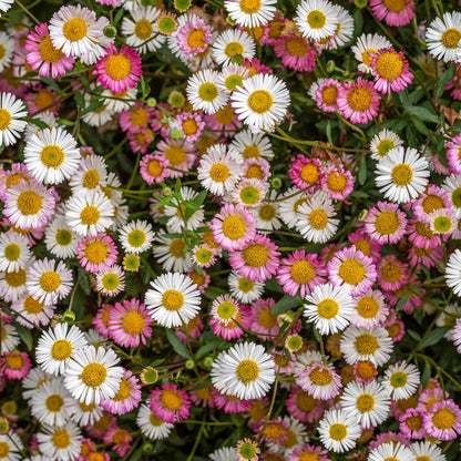 Gänseblümchen Erigeron karvinskianus – 6 Pflanzen – 10-25cm – Ø9cm – Langblühende Bodendecker Staude – Blühpflanze für Beet, 