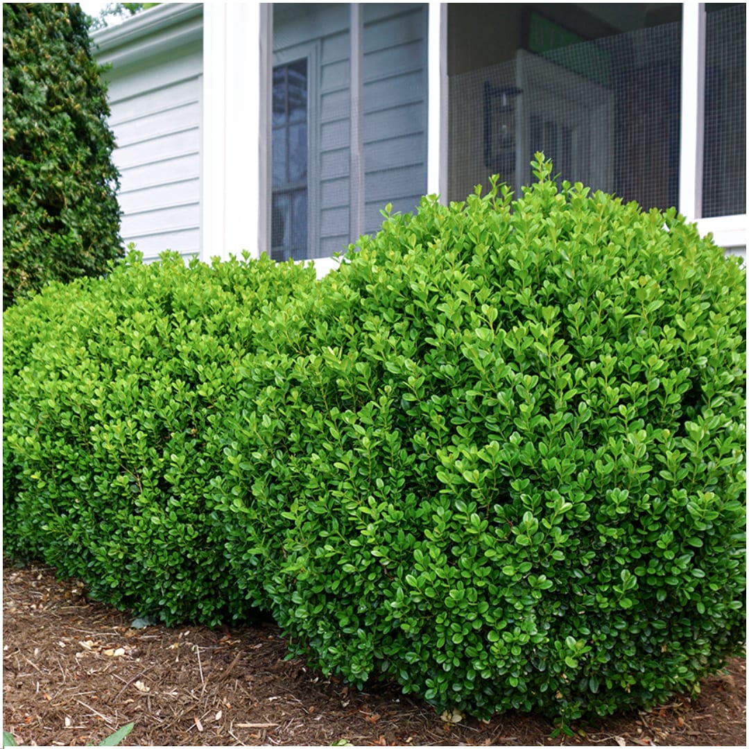 Buchsbaum – Buxus NewGen Freedom – 6 Pflanzen – je ca. 15 cm hoch – Topf Ø7 cm – kompakter, winterharter Strauch – resistent gegen Zünsler & Pilzkrankheiten – ideal für Formschnitt & Hecken 