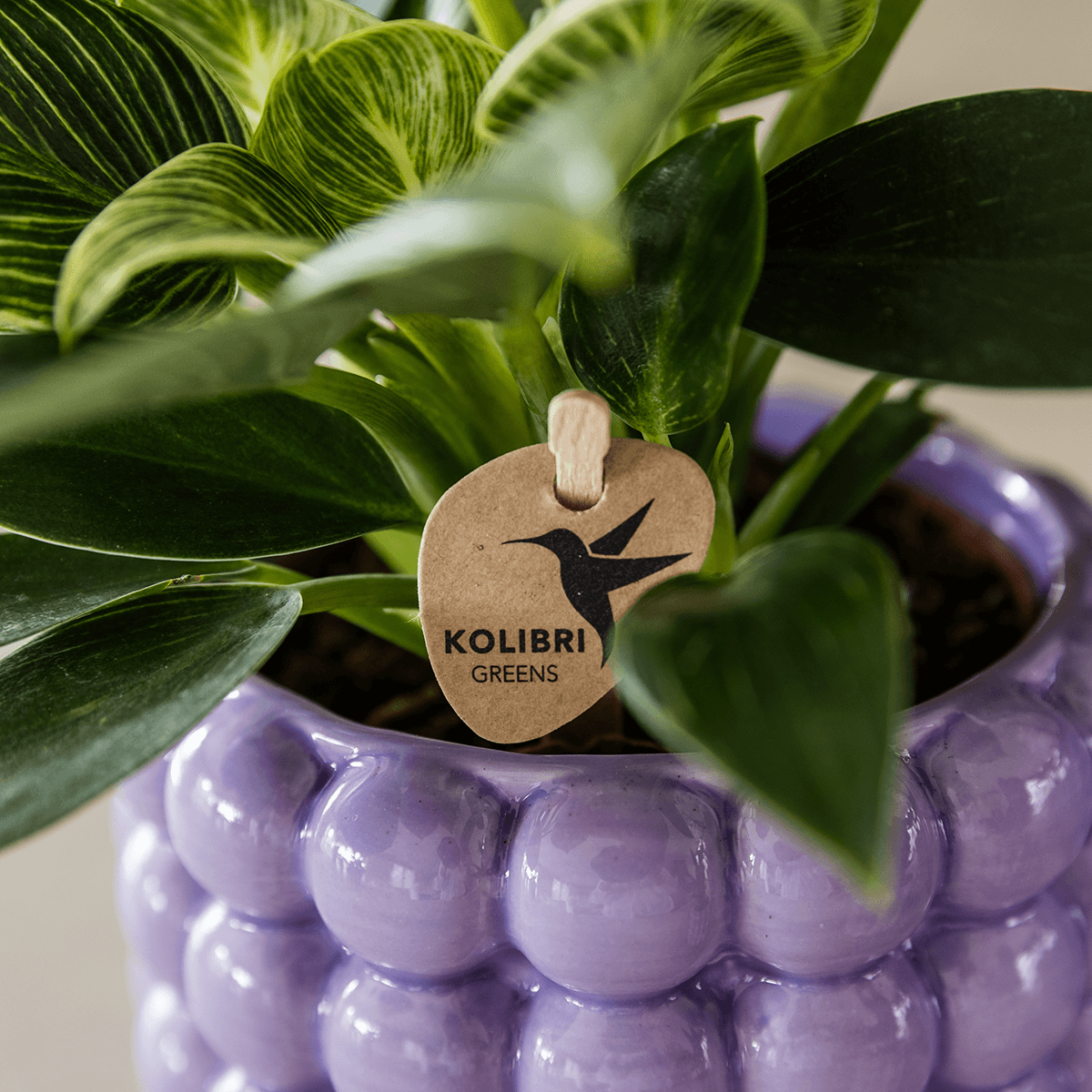 Kolibri Home | Poppy Ziertopf - Purple - Ø12cm 
