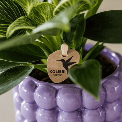 Kolibri Home | Poppy Ziertopf - Purple - Ø12cm 