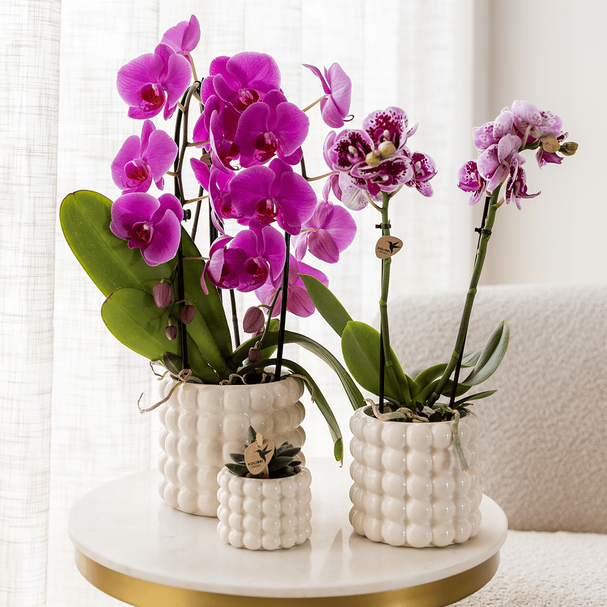 Kolibri Orchids | Violette Phalaenopsis-Orchidee Topfgröße Ø12cm | Freeride | Blühende Zimmerpflanze – Frisch vom Züchter 