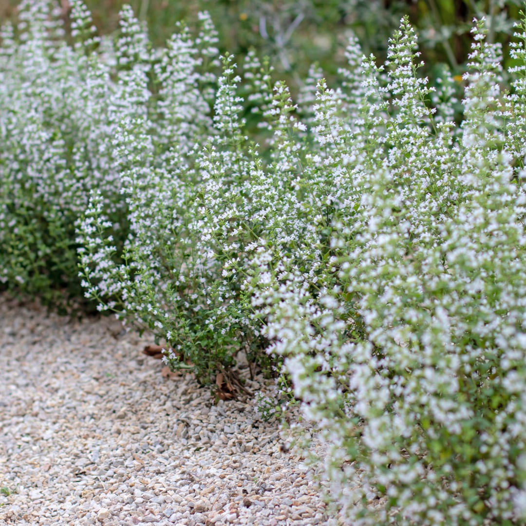 Bergminze Calamintha nepeta – 6 Pflanzen – Aromatische Staude für sonnige Beete & Steingarten – Insektenfreundlich & trockenh