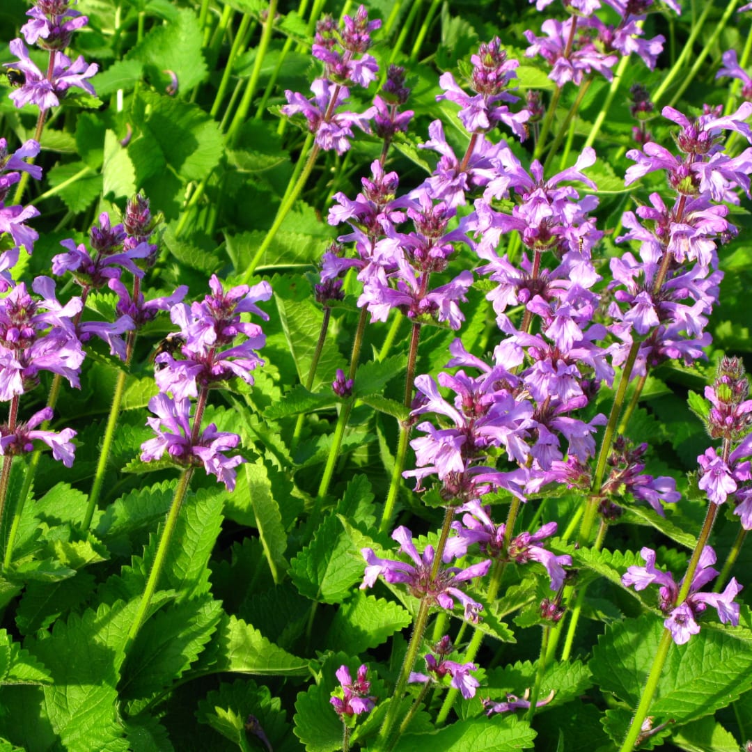 Stachys monieri Hummelo – Ø9cm – Höhe10-25cm – Blühende Staude für Beet Präriegarten Rabatte – Ansicht 15