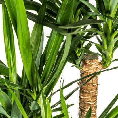 Yucca Elephantipes Verzweigt mit Korb Ø24cm - ↕80-100cm 