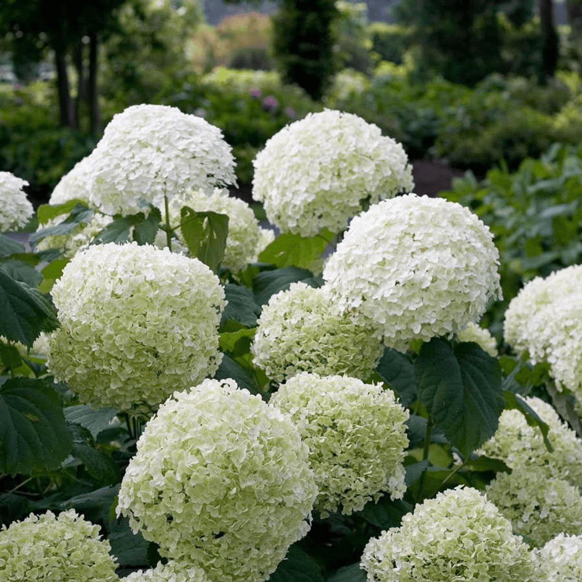 Hydrangea arbo. 'Strong Annabelle' - Ø19cm - ↕30cm 