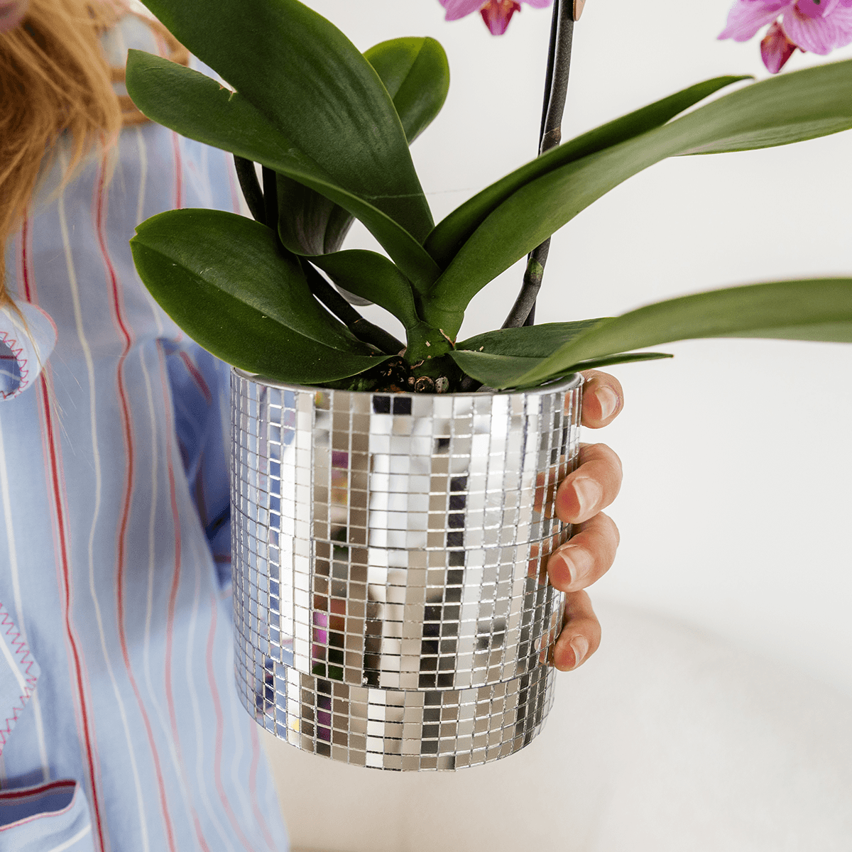 Kolibri Orchids | Violette Vienna Orchidee + Disco Übertopf – Topfgröße Ø9cm | blühende Zimmerpflanze – frisch vom Züchter 