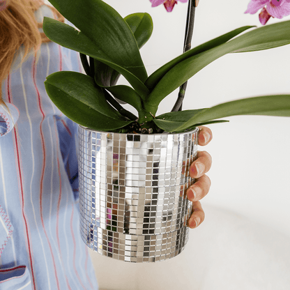 Kolibri Orchids | Violette Vienna Orchidee + Disco Übertopf – Topfgröße Ø9cm | blühende Zimmerpflanze – frisch vom Züchter 
