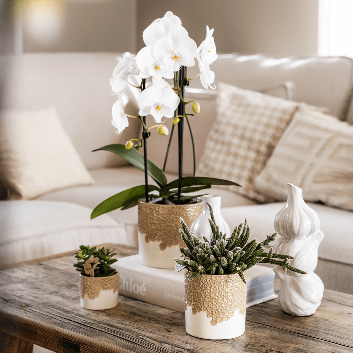 Kolibri Company | Bloom Sand Pflanzenset | Weiße Niagara Falls Orchidee 12cm + Grünpflanzen inkl. Bloom Sand Übertöpfe 