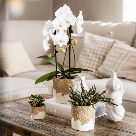 Kolibri Company | Bloom Sand Pflanzenset | Weiße Niagara Falls Orchidee 12cm + Grünpflanzen inkl. Bloom Sand Übertöpfe 