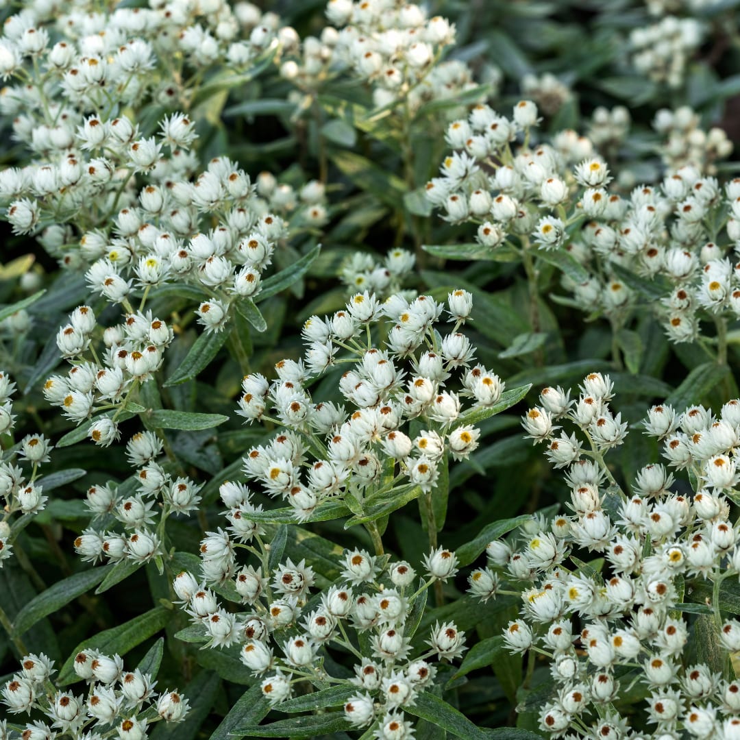 Perlkörbchen Anaphalis triplinervis – Silberstaude mit weißen Blüten – 10-25cm – Ø9cm – Ansicht 13