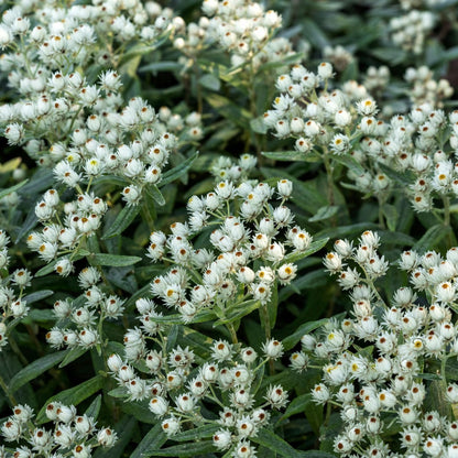 Perlkörbchen Anaphalis triplinervis – 6 Pflanzen Silberstaude mit weißen Blüten – 10-25cm – Ø9cm – Winterharte Staude für son